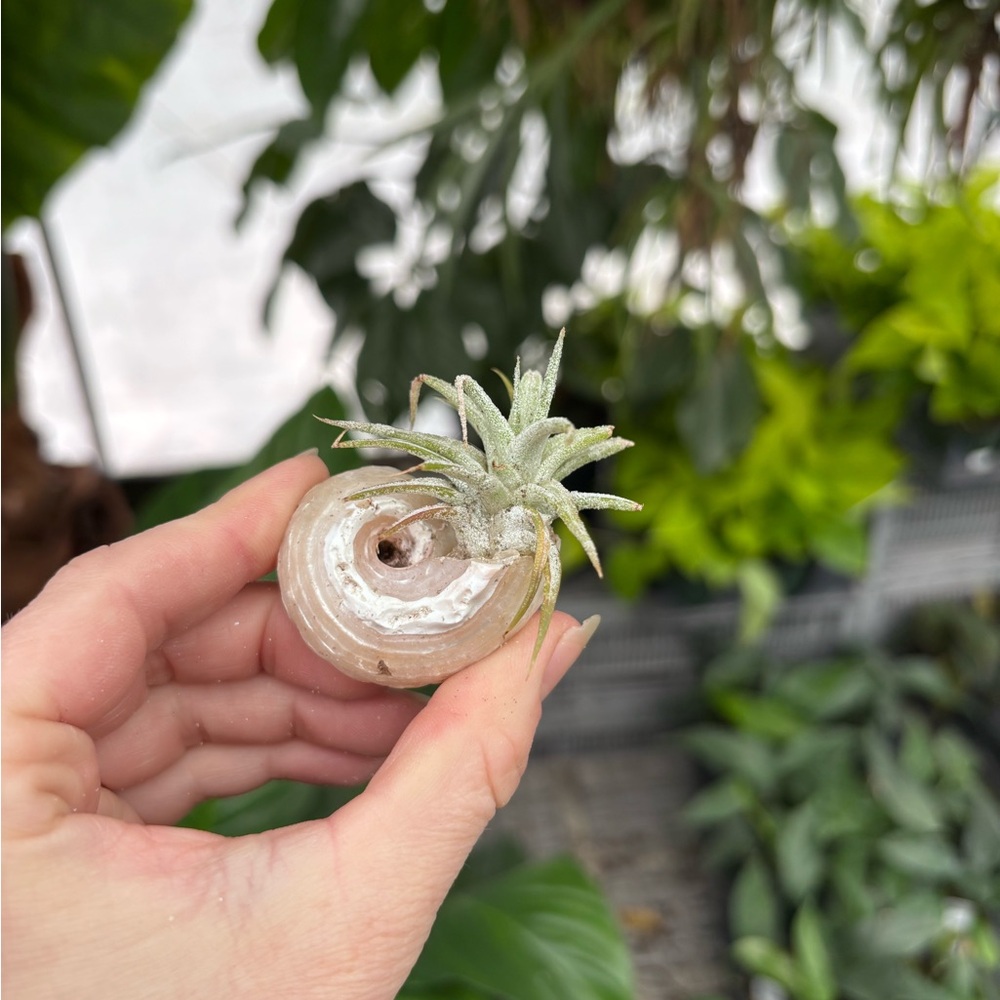 Air Plant Mounted on Small Seashell magnet